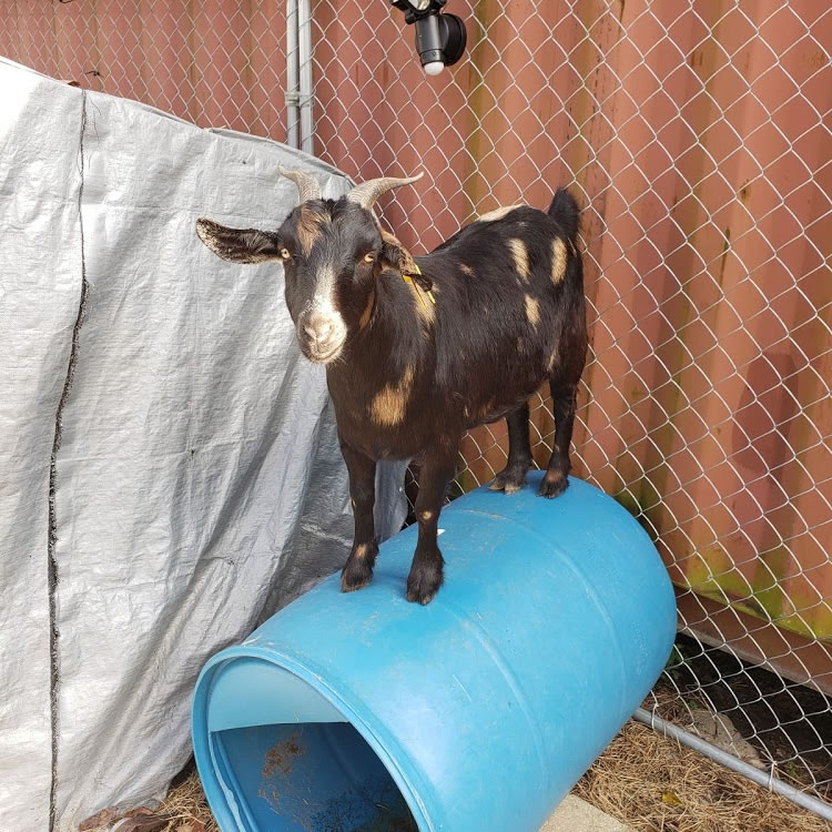 adopt a goat