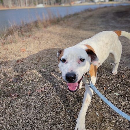 Dogs for adoption