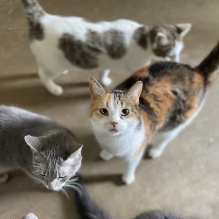 Cats for adoption